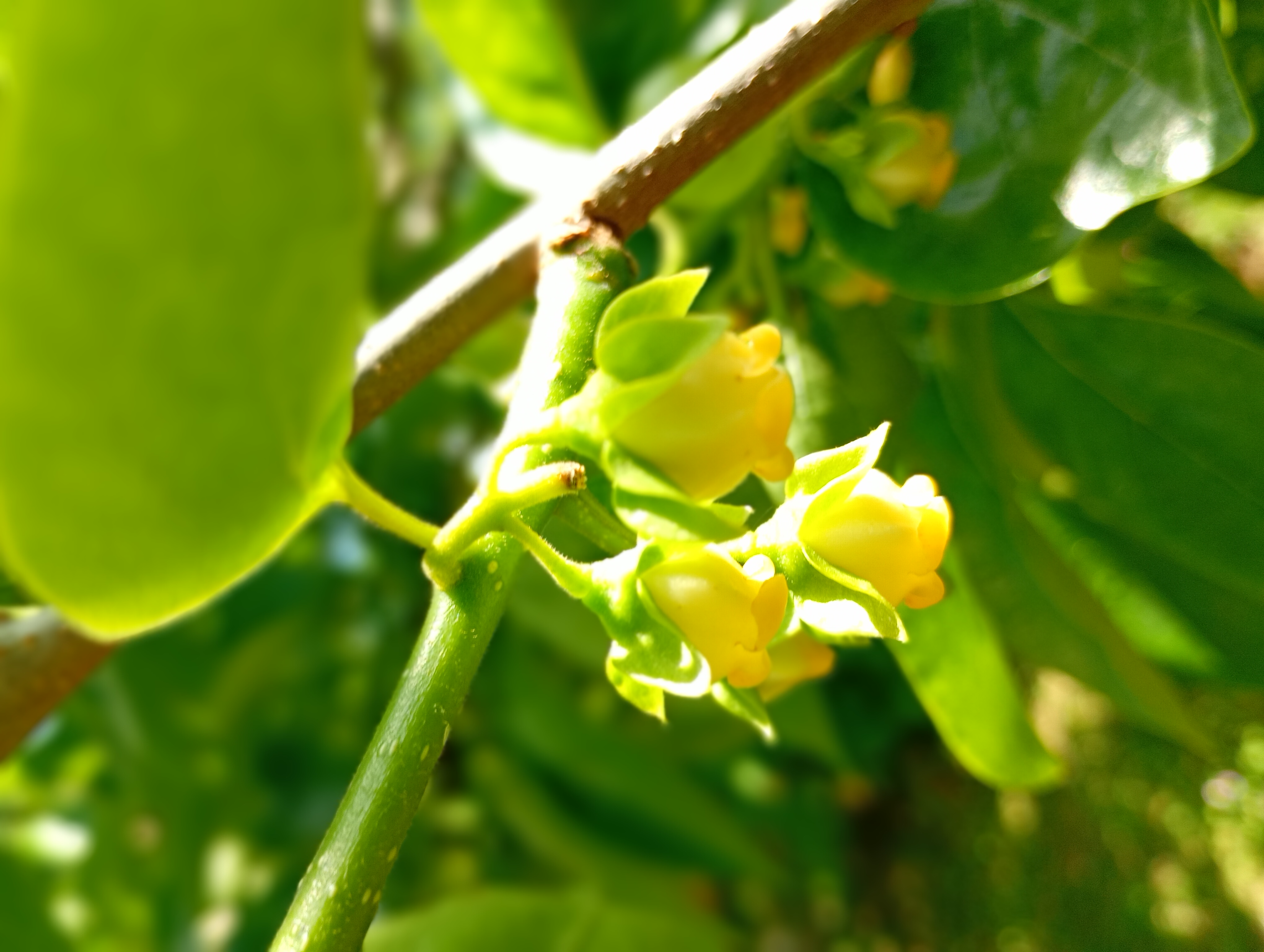 西条柿の花