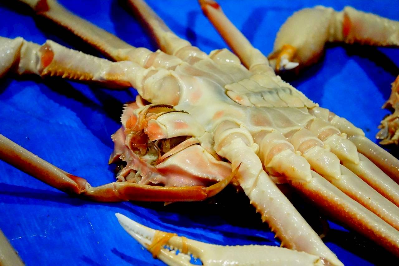 腹側を上にした松葉ガニ