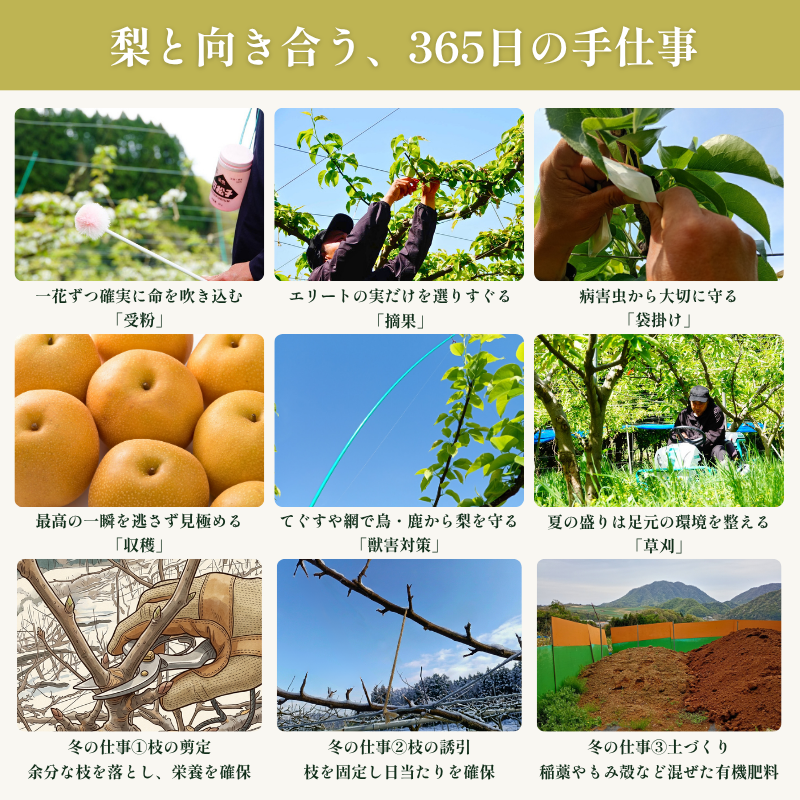 梨農園の一年の仕事