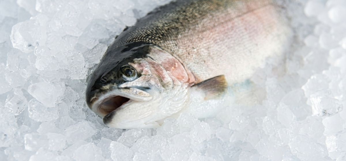 無投薬で育てる養殖水槽