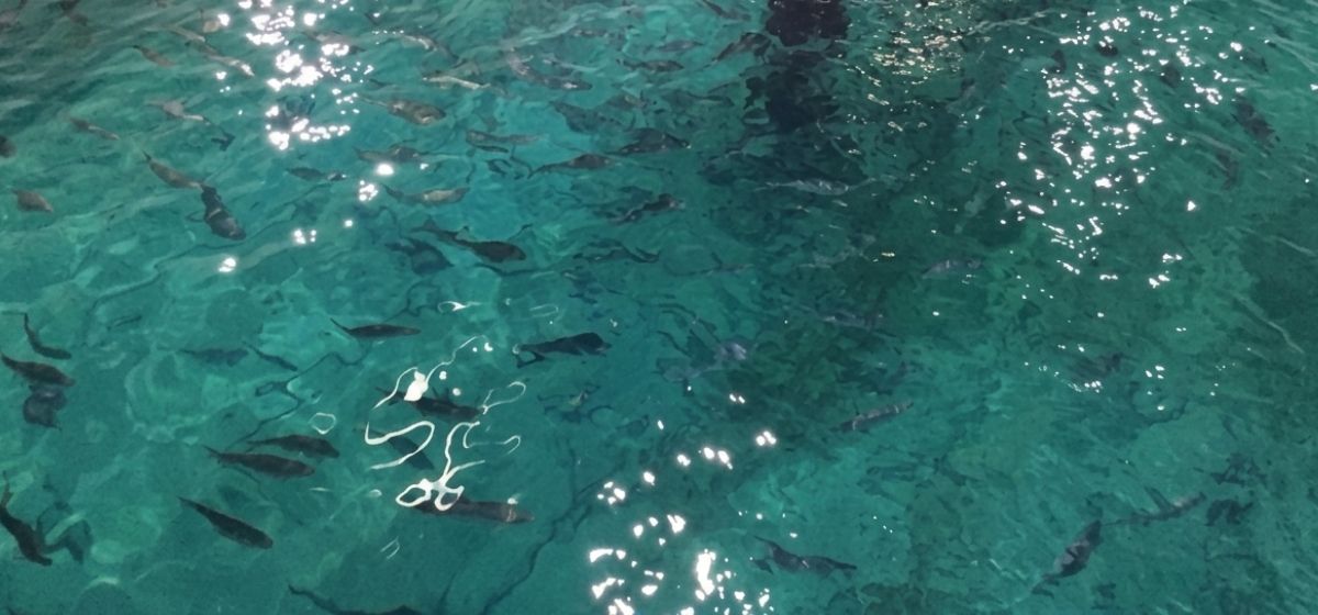 海を使わない陸上養殖場