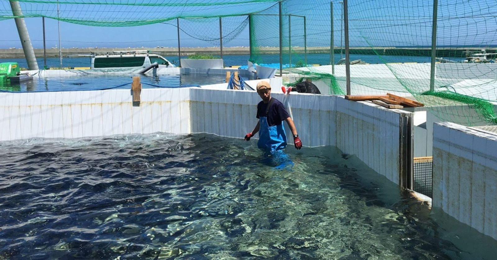 琴浦町の養殖場・全景